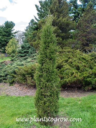 Taylor Juniper (Juniperus virginiana)